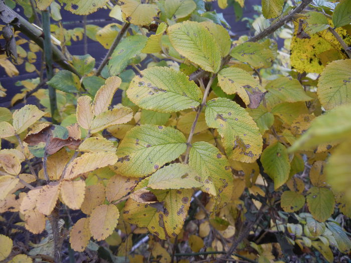 Rosa Rugosa (2014, November 09)