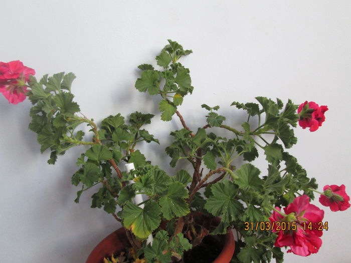 IMG_1233 - Florile mele martie 2015