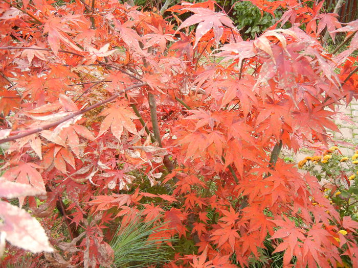 Acer palmatum Bloodgood (2014, Nov.09)