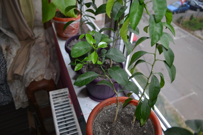 DSC_0034 - clementin