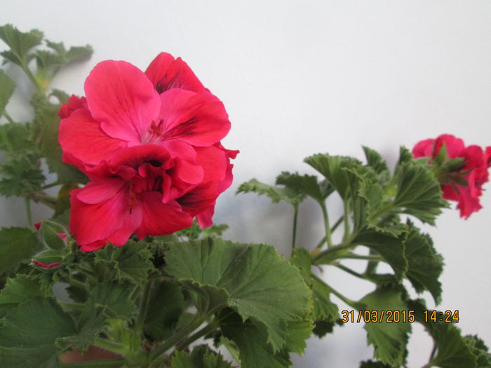 IMG_1235 - Florile mele martie 2015