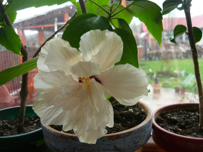 005 - Hibiscus 2015