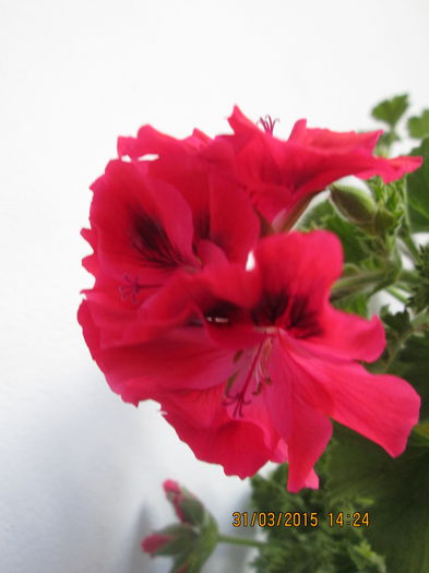 IMG_1236 - Florile mele martie 2015