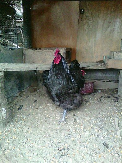 11101780_953060394738624_30022689_n