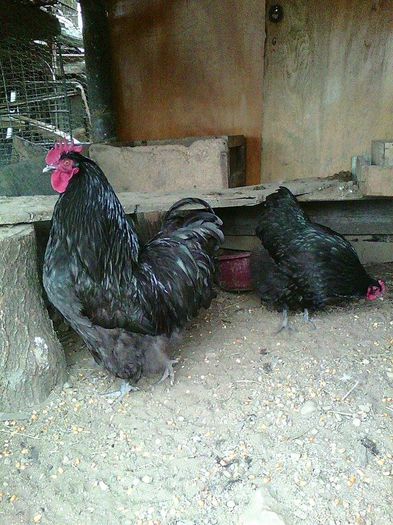 11104284_953060408071956_1803135563_n