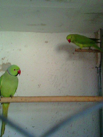 11104254_953059751405355_2001029352_n - micu alx