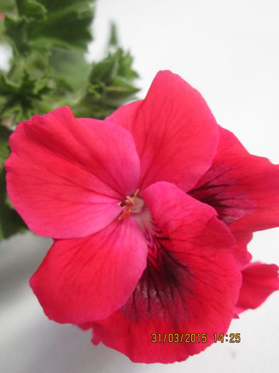 IMG_1237 - Florile mele martie 2015