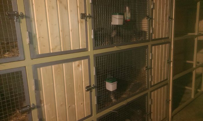 Custi iepuri in lucru 31-03-2015