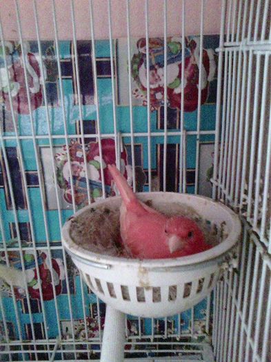 11086668_953058728072124_1079878836_n - canari
