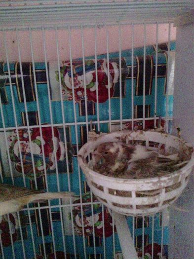 11117900_953058901405440_1700851432_n - canari