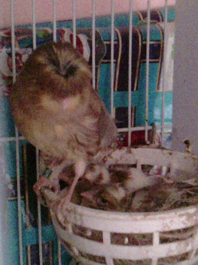 11118514_953058978072099_682375569_n - canari