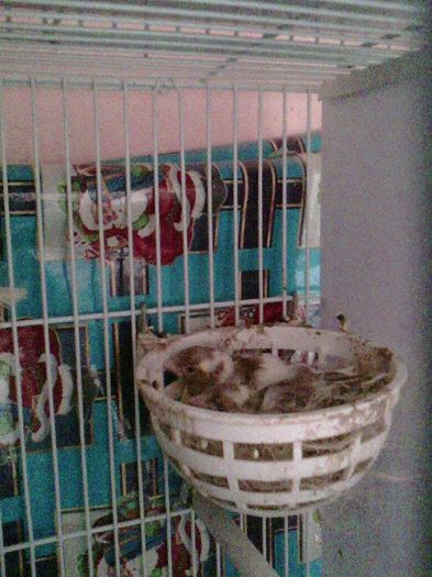 Copy of 11072647_953058941405436_1490939174_n - canari