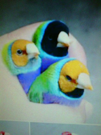 11088125_953060118071985_524865588_n