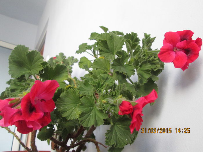 IMG_1238 - Florile mele martie 2015