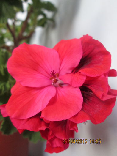 IMG_1239 - Florile mele martie 2015