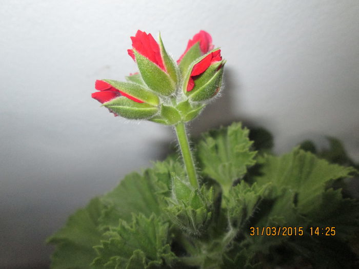 IMG_1240 - Florile mele martie 2015