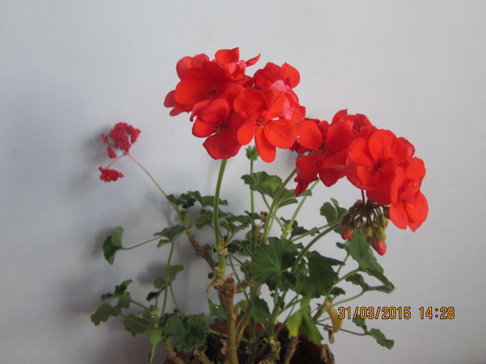 IMG_1242 - Florile mele martie 2015