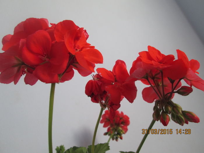 IMG_1246 - Florile mele martie 2015