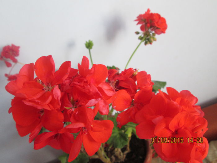 IMG_1247 - Florile mele martie 2015