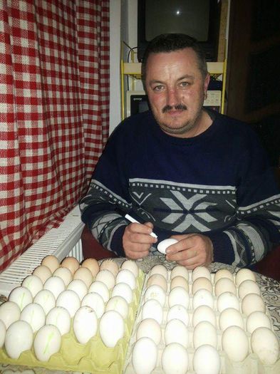 Pregatirea oualor pentru incubat