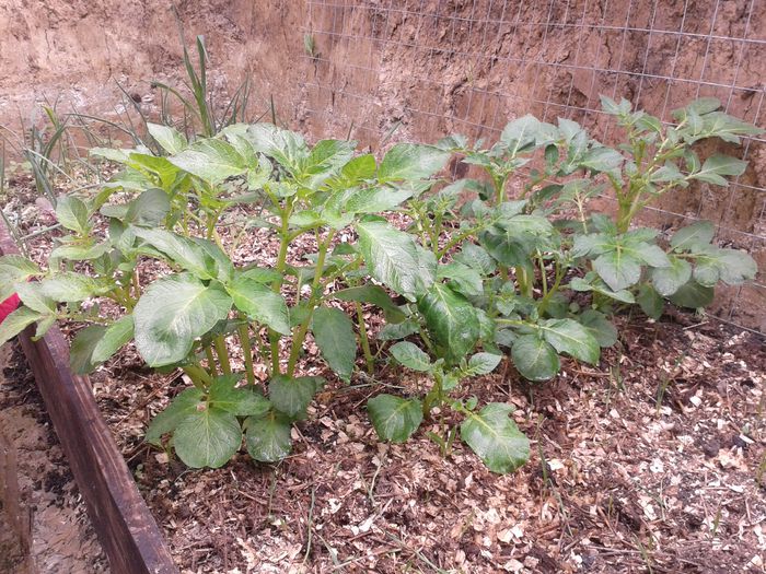 20150331_112813; Cartof
