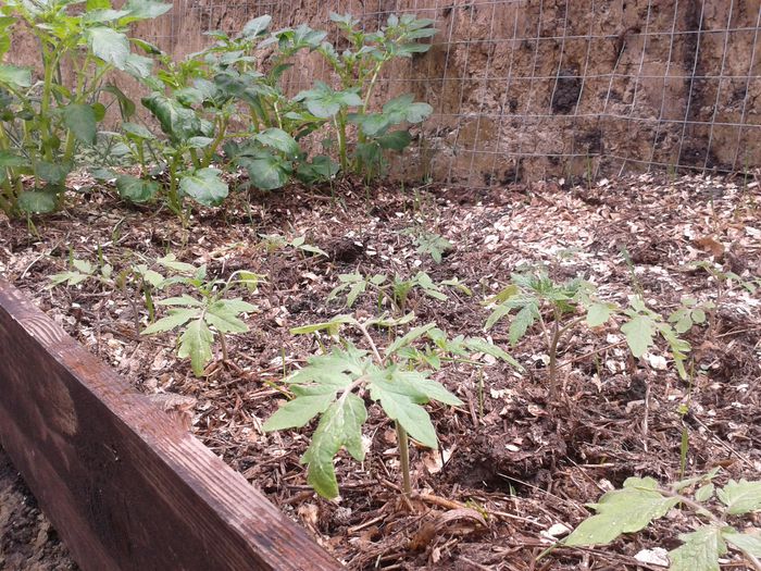 20150331_112819; Ro%u0219ii
