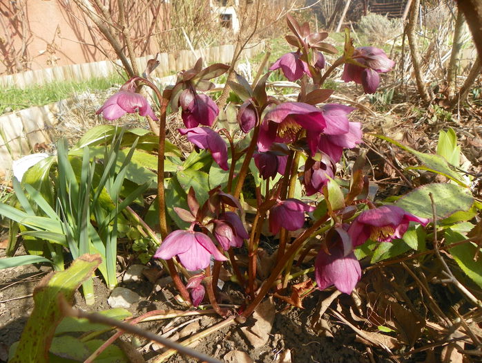 helleborus orientalis - Primavara 2015