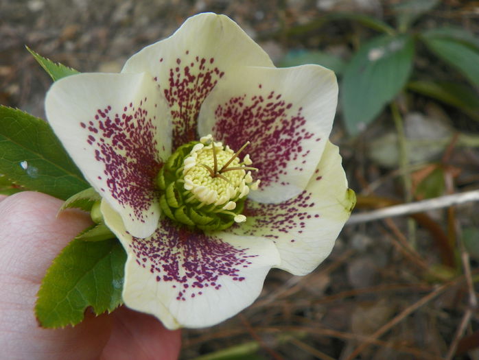 helleborus White Spotted Lady