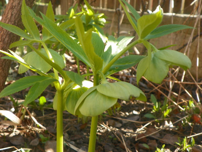 helleborus viridis