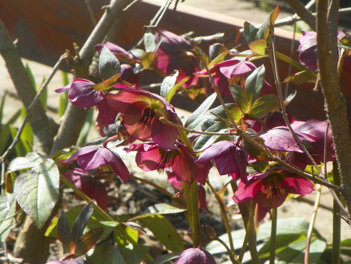 helleborus orientalis