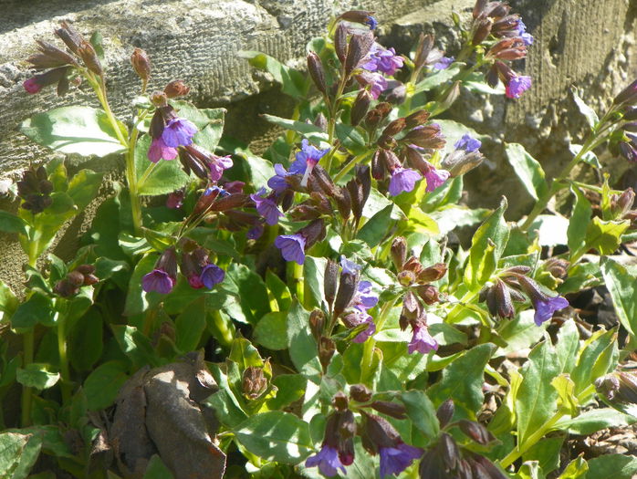 pulmonaria officinalis pulmonaria officinalis