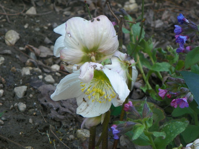 helleborus niger helleborus niger