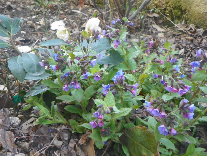 pulmonaria officinalis - Primavara 2015