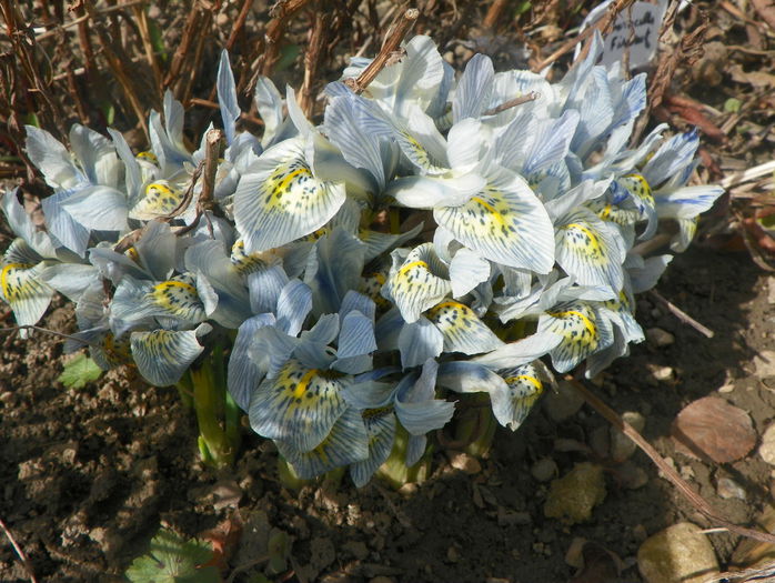 iris ret. Katharine Hodgkin - Primavara 2015