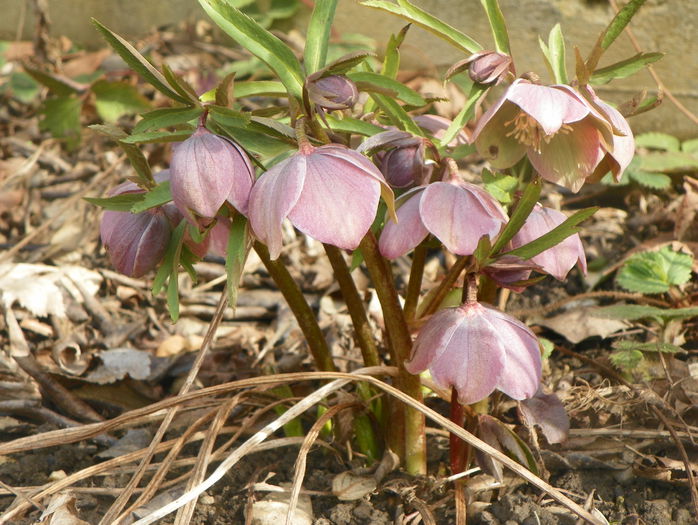 helleborus purpurascens - Primavara 2015