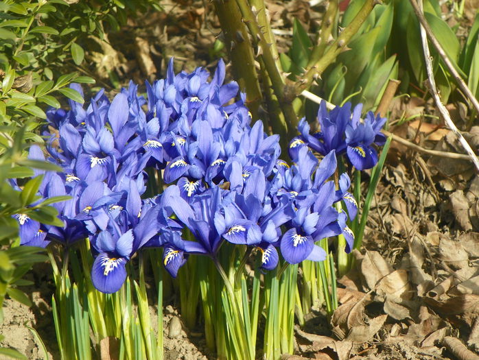 iris reticulata