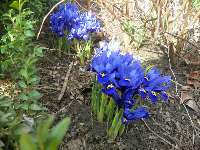iris reticulata