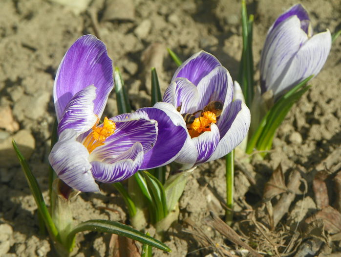 crocus Vanguard - Primavara 2015