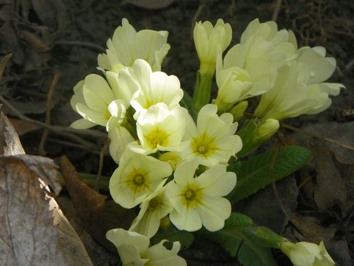 primula vulgaris - Primavara 2015