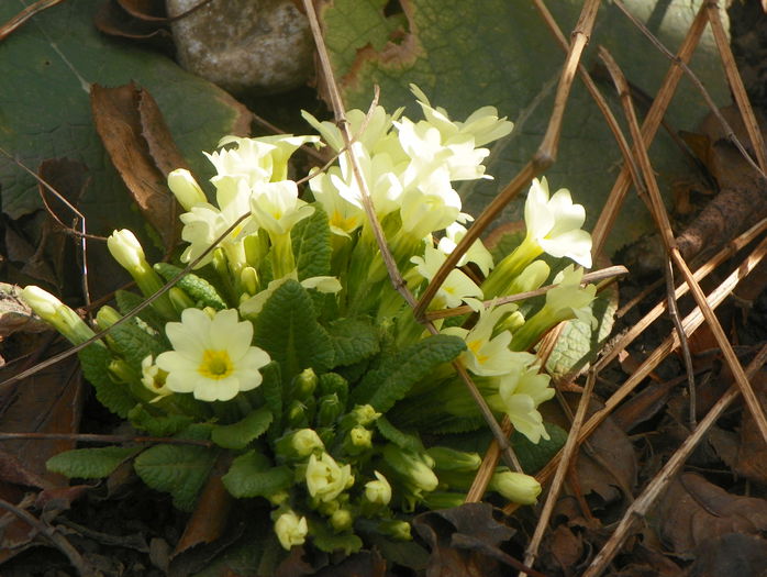 primula vulgaris - Primavara 2015