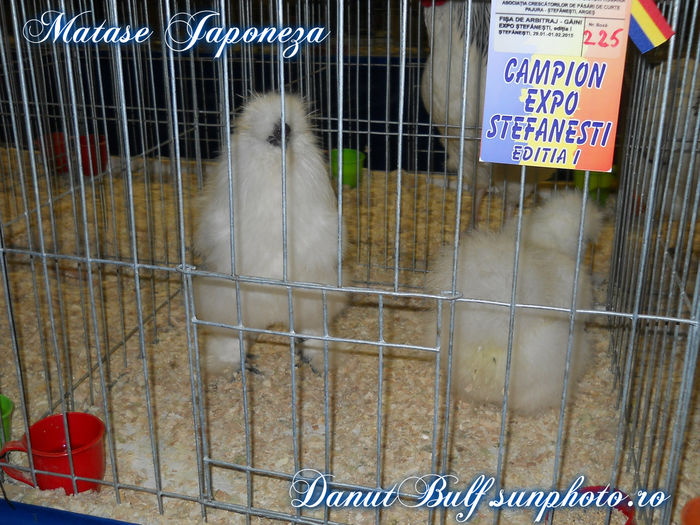 Matase japoneza matca 2015