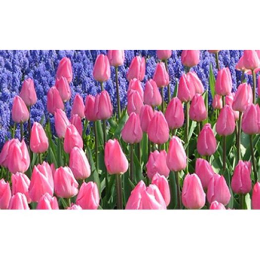 CHRISTMAS DREAM 2.5 LEI