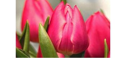 CHRISTMAS MARVEL 2.5 LEI