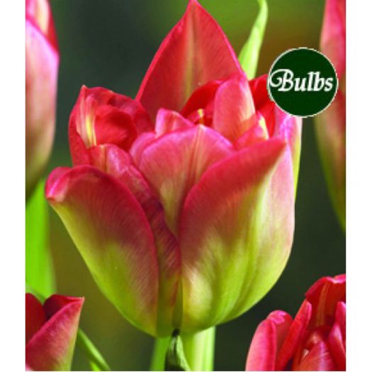 DOUBLE VIRIFLOR 2.5 LEI