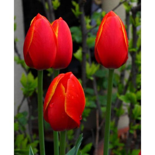 ESCAPE- CLASA TRIUMPH 2.5 LEI