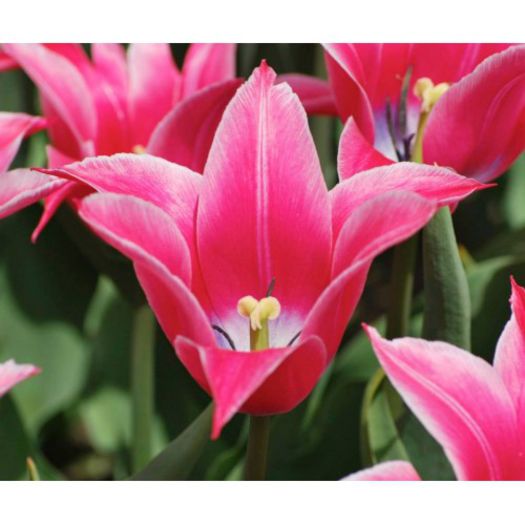 YONINA 2.5 LEI - LALELE DE VANZARE