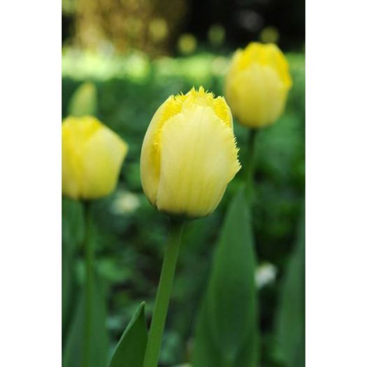 FRINGED ELEGANCE 2.5 LEI