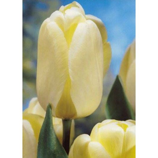 IVORY FLORADALE 2,5 LEI