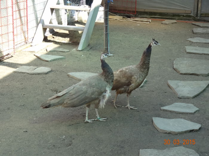 DSC06958