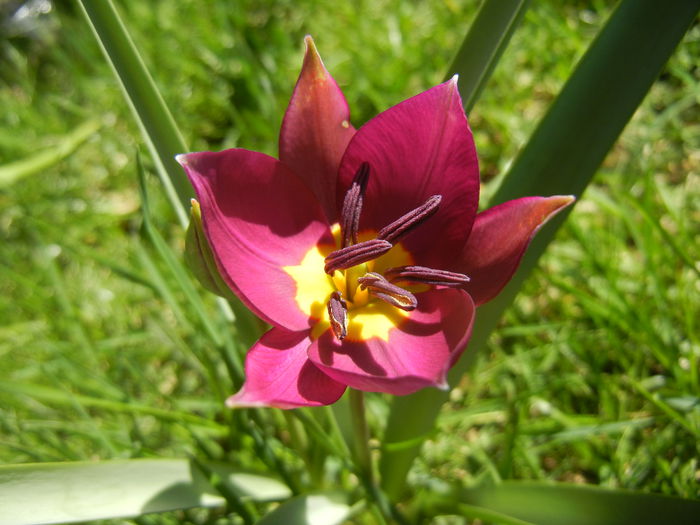 Tulipa Persian Pearl (2015, March 31)